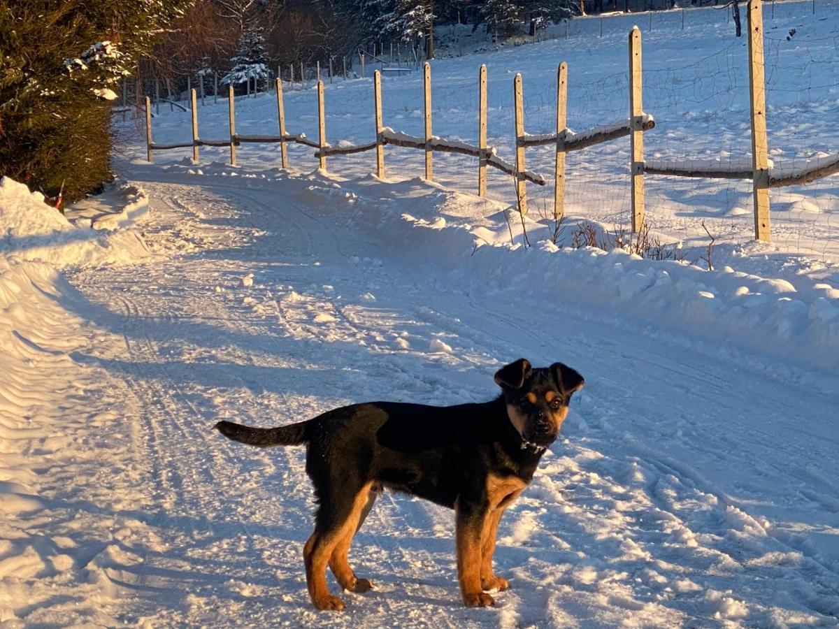 Domki Pod Lasem - Domek Brzozowy Stronie Śląskie Esterno foto